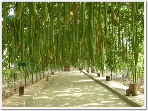 Jifa Agricultural Sightseeing Park, Qinhuangdao